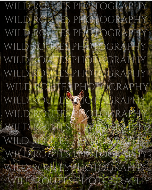 Curious Fawn 8 by 10 Print